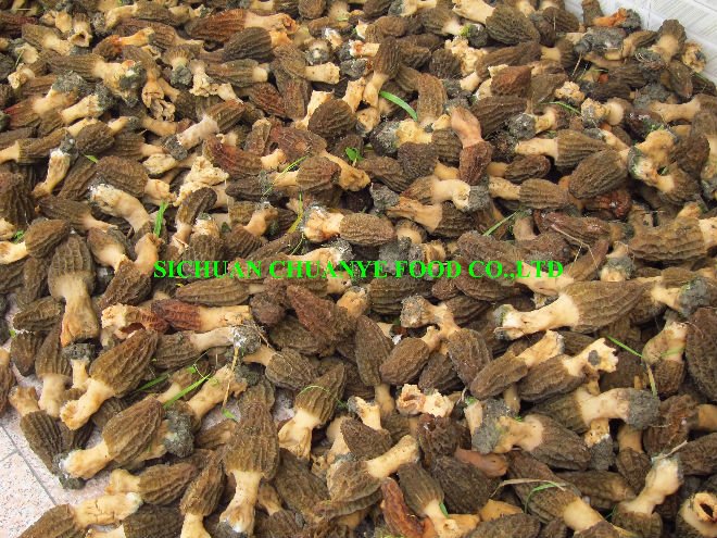 dry  morel s  mushroom 