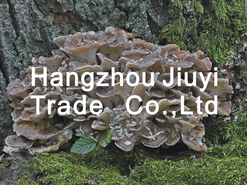 dried Grifola frondosa mushroom