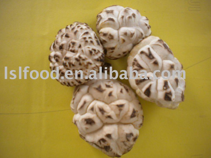 organic shiitake white flowre mushroom grow in wood