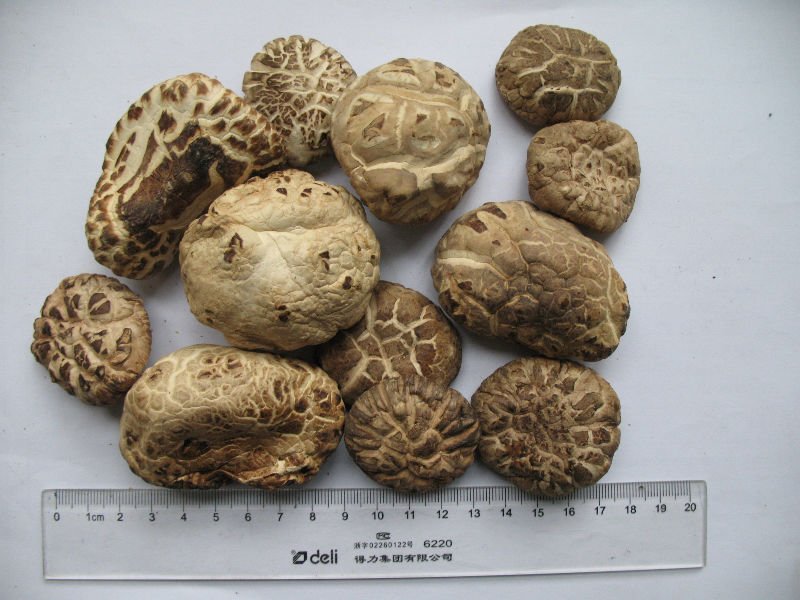  Organic   shiitake   mushroom 