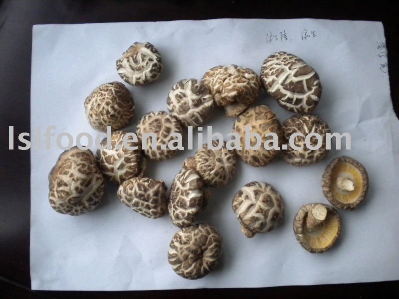 white flower  shiitake mushroom