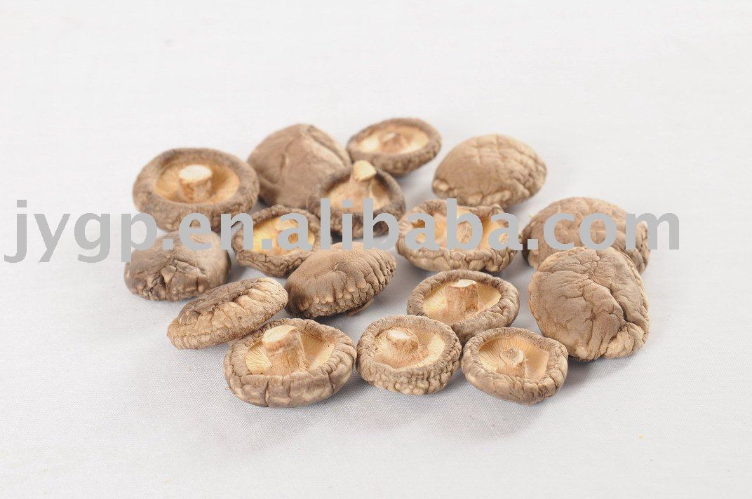 Shiitake mushroom