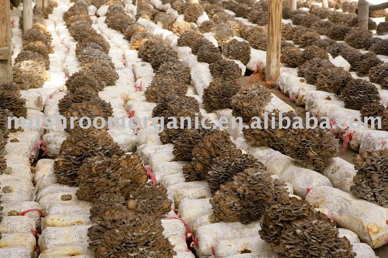 DRIED  ORGANIC   GRIFOLA   FRONDOSA (MAITAKE)