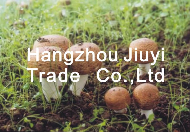 Agaricus Brazil