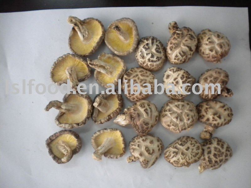 new 2011 log dried  flower mushroom