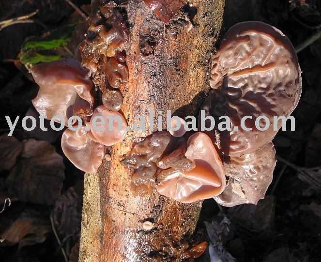 dried black agaric,jew s-ear,fungus