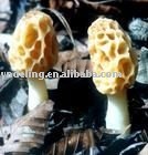 sufficient fresh willd morel mushroom