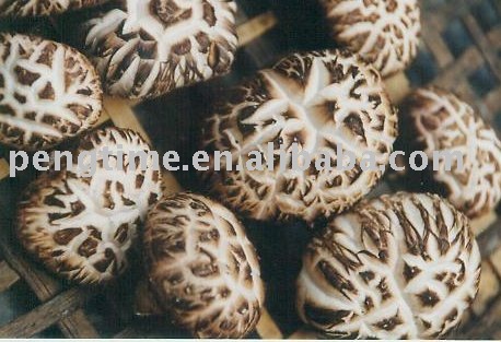  organic   shiitake   mushroom 