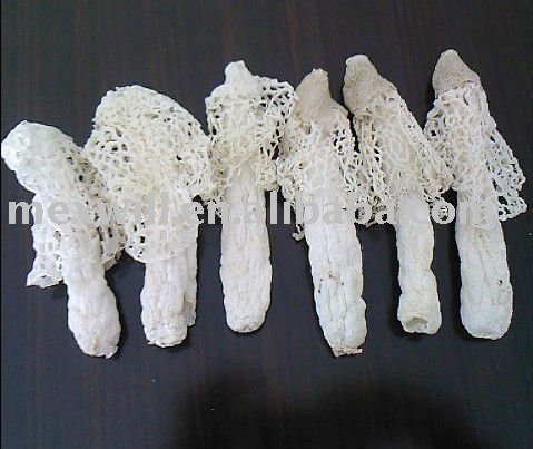  Bamboo   fungus 