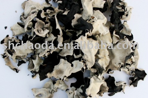 fungus