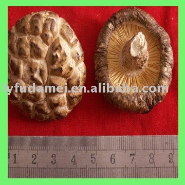 vegetable mushroom from china