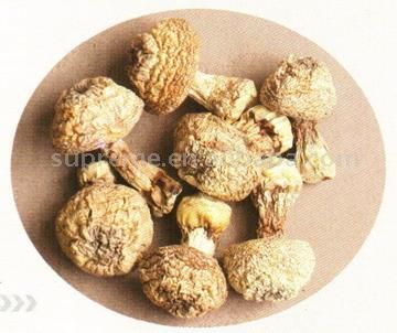Dried Agaricus Blazei Murill