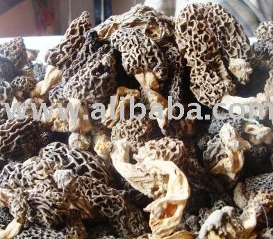morchella vulgaris  mushroom s  morel s