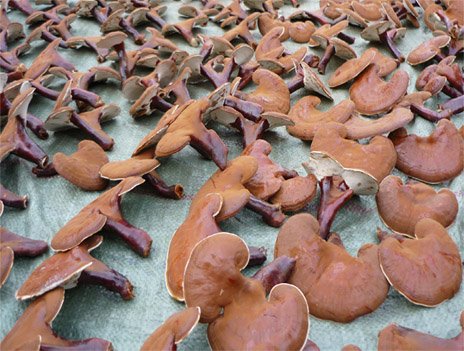 Ganoderma hiquality  made  in  VIETNAM 
