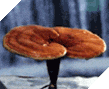 Mushrooms: Reishi Products