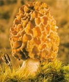  dried   morel   mushroom 