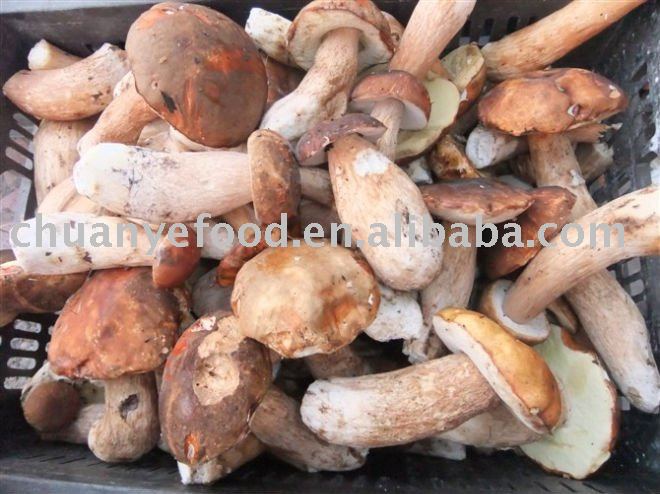 good quality fresh porcini
