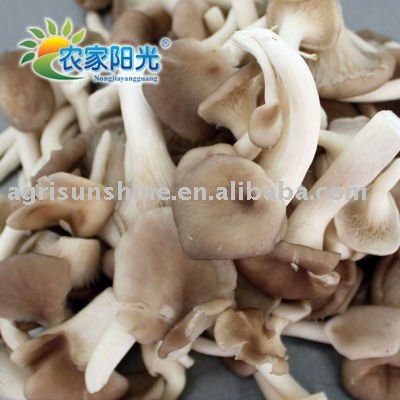 Pleurotus geesteranus