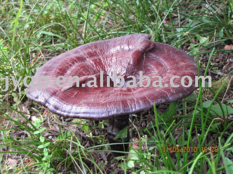 lucid ganoderma