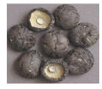 Shiitake Mushroom Without Stem