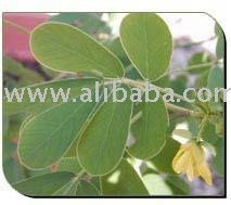  Cassia   Gum 