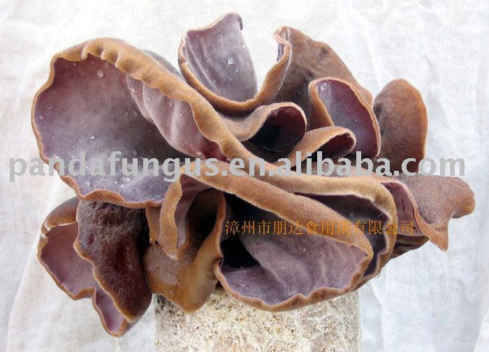 fungus(fresh)