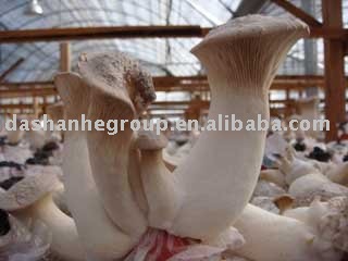 fresh pleurotus eryngii