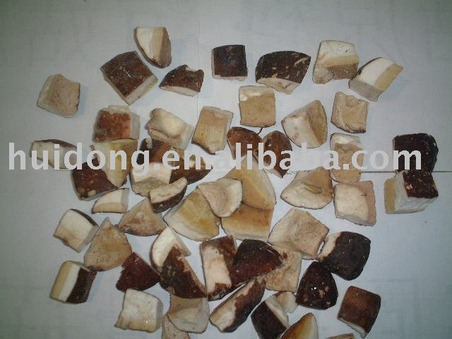 boletus edulis, wild mushroom