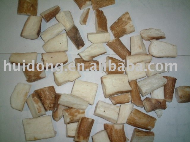 boletus  mushroom
