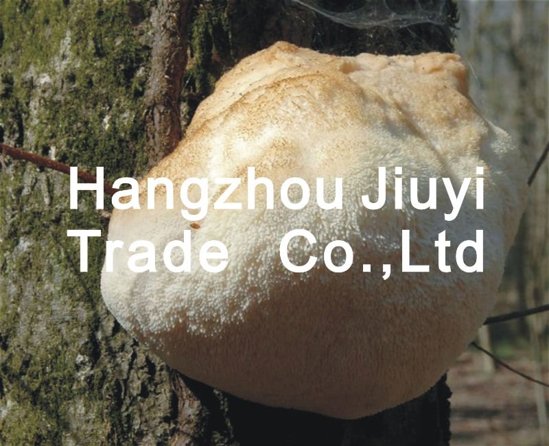 Dried Hericium erinaceus