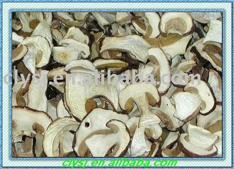 boletus edulis