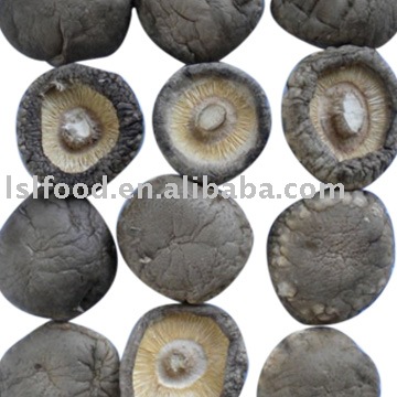 shiitake mushroom