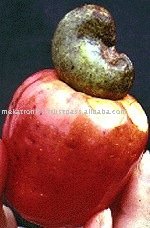 Raw Cashew Nuts & Cashew Kernels