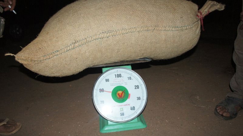 Raw Dry Cashew Nut in Shell