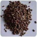 GRADA COTTON SEEDS