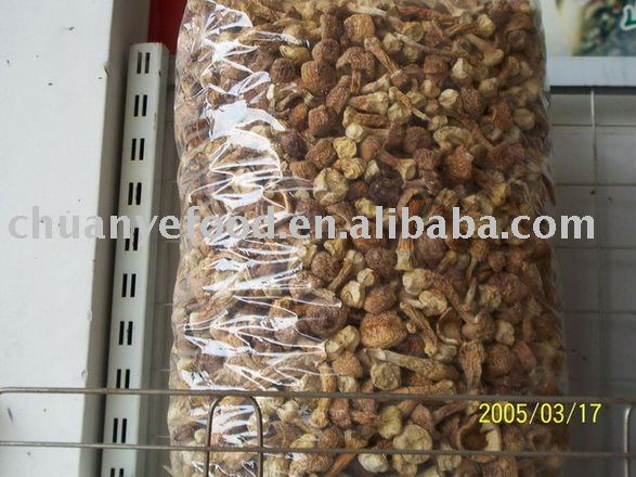 dried agaricus blazei