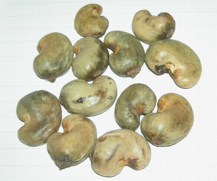 Raw Cashew Nuts