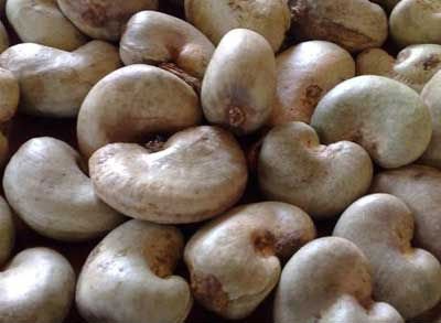 Raws cashew nuts