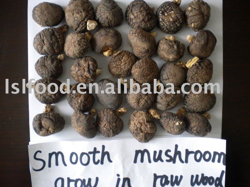 dried smooth shiitake mushroom grow in wood