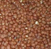  hazelnuts  for sale at a good  price 
