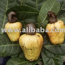 Raw  Cashew   Nuts  For Sale ( Cameroon  Origins)