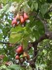 cashew nuts