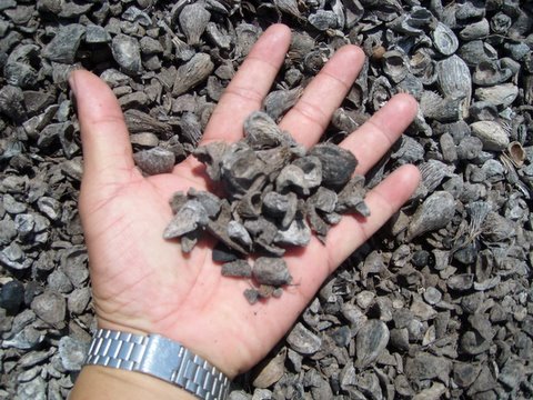 palm kernel