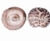 TEA FLOWER MUSHROOM
