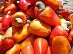 FRESH RAW CASHEW NUTS