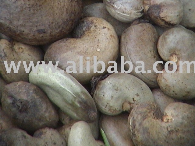  Cashew  Nut
