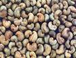  Cashew  Nuts