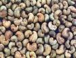 RAW CASHEW NUTS