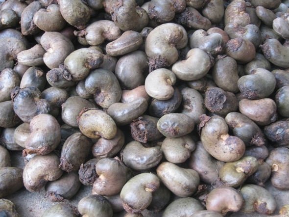 Raw Cashew Nuts