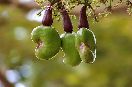fresh and dried cashew nuts